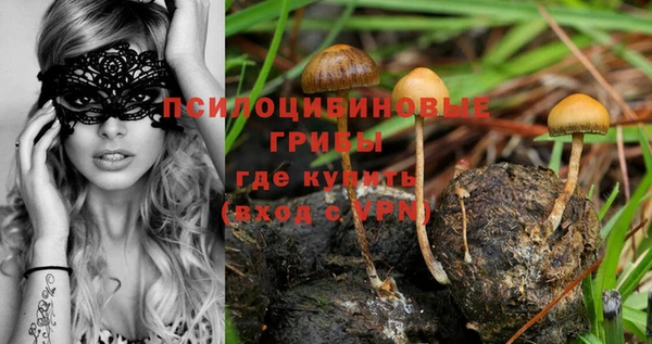 ПСИЛОЦИБИНОВЫЕ ГРИБЫ Арсеньев